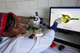 APENAS 20% DE ESTUDANTES MOÇAMBICANOS ESTUDAM EM ÁREAS CIENTÍFICAS – ESTUDO