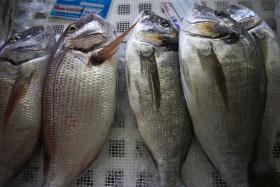 MAIORIA DE PESCADO COMIDO EM PORTUGAL E MEDITERRÂNEO É IMPORTADO, SEGUNDO WWF