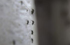 CASOS DE DENGUE, VÍRUS ZIKA E CHIKUNGUNYA DIMINUEM 89% NO BRASIL