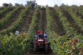 GOVERNO DUPLICA APOIO À REESTRUTURAÇÃO DA VINHA PARA OS 80ME – MINISTRO DA AGRICULTURA