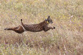 LINCE IBÉRICO LIBERTADO NA QUINTA-FEIRA ENCONTRADO MORTO EM MÉRTOLA, BEJA