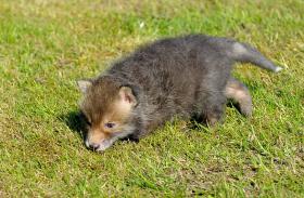 MOVIMENTO CONTRA A CAÇA À RAPOSA LEVA PETIÇÃO AO PARLAMENTO