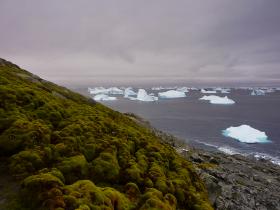 ANTÁRTIDA ESTÁ TORNAR-SE VERDE DEVIDO A ALTERAÇÕES CLIMÁTICAS