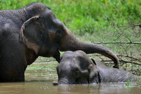 RECEITA DAS ÁREAS DE CONSERVAÇÃO DE MOÇAMBIQUE CRESCE TODOS OS ANOS GRAÇAS AO TURISMO