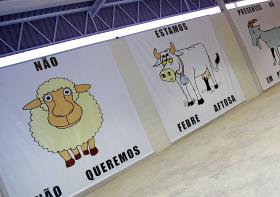 ANGOLA CONSIDERA ULTRAPASSADO SURTO DE FEBRE AFTOSA NO SUL