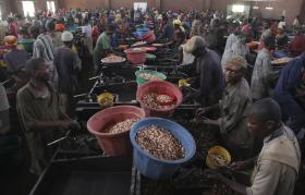 PR DA GUINÉ-BISSAU AUTORIZA ESTRANGEIROS A COMPRAREM CAJU DO PAÍS