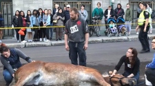 Um cavalo permanece no chão depois de cair na cidade do Québec - 20 de maio de 2017 (Foto: Facebook/Shannon Dobransky)