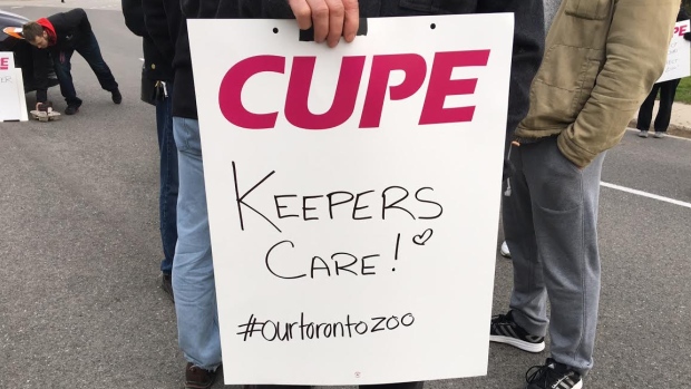 Cerca de 400 trabalhadores do Zoo de Toronto entraram em greve logo após a meia-noite de quinta-feira. Eles dizem que a segurança do trabalho é a principal questão. (Linda Ward / CBC)