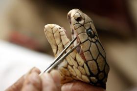 CIENTISTAS CRIAM MEDICAMENTO SEGURO COM VENENO DE COBRA PARA PREVENIR TROMBOSES