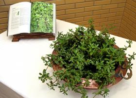 PRATOS À BASE DE BELDROEGAS “ABREM APETITE” EM ALVITO