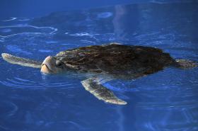 SANGUE DE TARTARUGAS DA GRANDE BARREIRA DE CORAL TÊM VESTÍGIOS DE MEDICAMENTOS E INSETICIDAS