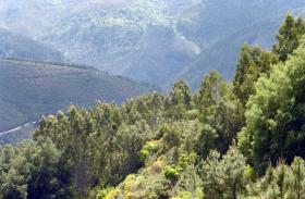 CAMINHA ABRE CONCURSO PARA INVESTIR MEIO MILHÃO DE EUROS NA DEFESA DE FLORESTA
