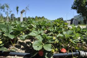 ASAE TRANQUILA COM MERCADO DE BIOLÓGICOS, MAS TERÁ EM CONTA ESTUDO SOBRE PESTICIDAS