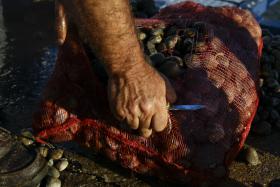POLÍCIA MARÍTIMA APREENDEU BIVALVES CONTAMINADOS EM AVEIRO