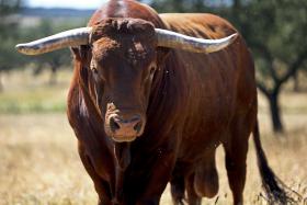 MINISTÉRIO PÚBLICO ABRE INQUÉRITO A “TOUROS DE FOGO” NAS FESTAS DE BENAVENTE