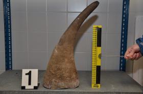 LEILÃO ‘ONLINE’ DE CORNOS DE RINOCERANTE DE ÁFRICA DO SUL GERA POLÉMICA