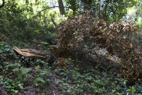 ASSOCIAÇÕES QUEREM RESPONSABILIDADE CRIMINAL PARA QUEM NÃO CUMPRE LEI DA FLORESTA