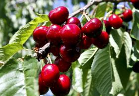 SECA AFETA CEREAIS EM MAIO MAS CEREJA ESTÁ COM BOA CAMPANHA — INE