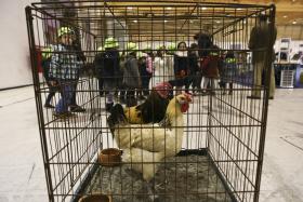 MOÇAMBIQUE PROÍBE IMPORTAÇÃO DE PRODUTOS AVÍCOLAS DO ZIMBÁBUE