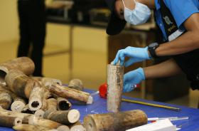 ANGOLA QUEIMOU QUASE UM MILHÃO DE EUROS EM MARFIM APREENDIDO DESDE 2016