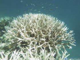 UNESCO SERIAMENTE PREOCUPADA COM O BRANQUEAMENTO DOS CORAIS DA GRANDE BARREIRA AUSTRALIANA