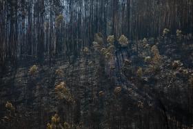 GÓIS: INCÊNDIO EVOLUI FAVORAVELMENTE, TRÊS DAS CINCO FRENTES FORAM EXTINTAS