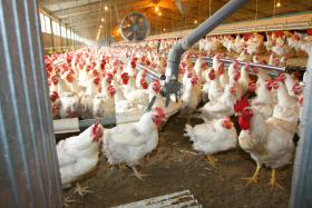 GRUPO LUSIAVES VAI INVESTIR 60 ME EM TRÊS NOVAS UNIDADES NA REGIÃO AFETADA PELO INCÊNDIO