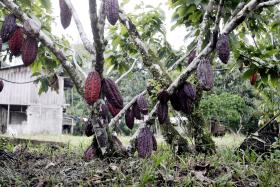 NORUEGA AMEAÇA BRASIL COM REDUÇÃO DE APOIO FINANCEIRO SE DESFLORESTAÇÃO CONTINUAR