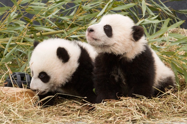 Jia Panpan e Jia Yueyue, filhotes de panda de cinco meses, brincam num espaço do zoológico de Toronto. THE CANADIAN PRESS / Chris Young