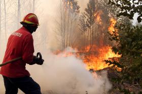 FOGO EM PENACOVA JÁ MOBILIZA QUASE 300 OPERACIONAIS