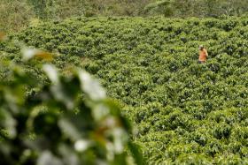 ALTERAÇÕES CLIMÁTICAS COLOCAM EM PERIGO A PRODUÇÃO MUNDIAL DE CAFÉ