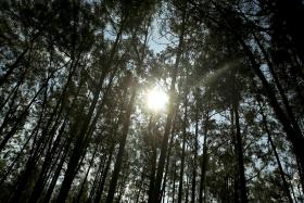 INCÊNDIOS: GOVERNO APROVA 4 NOVAS CENTRAIS DE BIOMASSA NUM INVESTIMENTO DE 185 ME