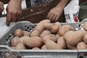 GOVERNO APROVA LINHA DE CRÉDITO DE 3 MILHÕES DE EUROS PARA ARMAZENAR EXCESSO DE BATATA