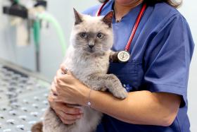 VETERINÁRIOS QUEREM INTEGRAÇÃO NA PROTEÇÃO CIVIL EM PLANO DE CONTINGÊNCIA ANIMAL