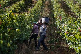 PASTO, HORTÍCOLAS E FRUTAS MAIS AFETADOS POR SECA, A SEGUIR SERÁ VINHA E OLIVAL – CNA