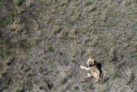 ESTUDO DE ONG DIZ QUE LEÕES NO SUL DE ANGOLA JÁ PODEM SER APENAS 10