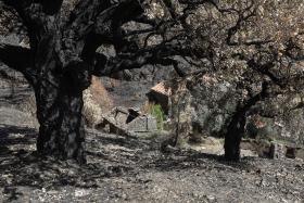 INCÊNDIOS: PREVENÇÃO CUSTARIA 165 MILHÕES ANO, FOGOS CUSTAM MIL MILHÕES – QUERCUS E ACRÉSCIMO