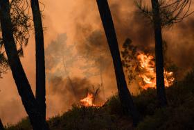 PRESUMÍVEL INCENDIÁRIA DE CASTELO BRANCO FICOU EM PRISÃO PREVENTIVA