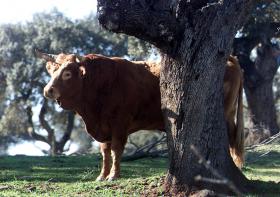 CAP PREOCUPADA COM FALTA DE ÁGUA E PASTO PARA OS ANIMAIS DEVIDO À SECA