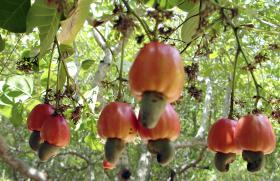 ASSOCIAÇÃO DE INTERMEDIÁRIOS DA GUINÉ AINDA DÁ NOTA NEGATIVA A CAMPANHA DE CAJU