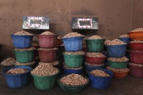 EXPORTAÇÃO DE CAJU DA GUINÉ-BISSAU DEVERÁ TER “QUEDA CONSIDERÁVEL” — ASSOCIAÇÃO