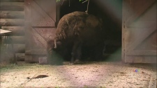 HIGH PARK ZOO INVESTIGA MORTE SÚBITA DE BISONTE