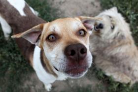 LEI QUE CRIMINALIZA MAUS TRATOS A ANIMAIS CONTRIBUIU PARA ABANDONO – BASTONÁRIO