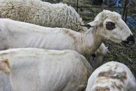 PRODUTORES DE OVINOS DE RAÇA MIRANDESA PREOCUPADOS COM ALIMENTAÇÃO DO GADO DEVIDO À SECA