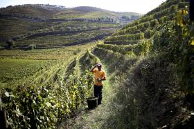 VINDIMAS ANTECIPADAS NO DOURO DEVIDO AO TEMPO SECO E QUENTE