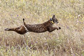 METAS DO PLANO PARA A CONSERVAÇÃO DO LINCE-IBÉRICO ATRASADAS – ZERO