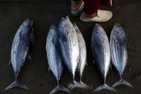 PEIXES CONFUNDEM PLÁSTICO E ALGAS COM COMIDA E INTRODUZEM-NO NA CADEIA ALIMENTAR – ESTUDO