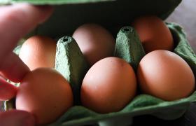 COMISSÃO CONFIRMA OVOS CONTAMINADOS EM 15 PAÍSES DA UE, SUÍÇA E HONG KONG