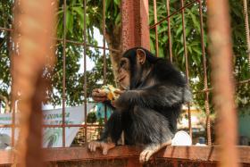 CHIMPANZÉS BEBÉS SALVAS DE TRAFICANTES VIVEM PRESAS E ÀS VEZES COM FOME NA GUINÉ-BISSAU