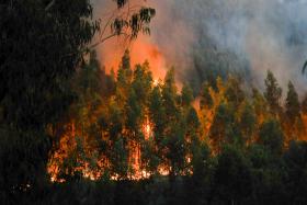CERCA DE TRINTA PESSOAS RETIRADAS DE LOCALIDADES DE FERREIRA DO ZÊZERE DEVIDO A INCÊNDIO